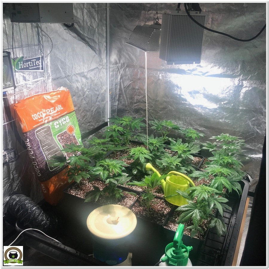 armario en crecimiento de plantas de marihuana con abonos Cyco