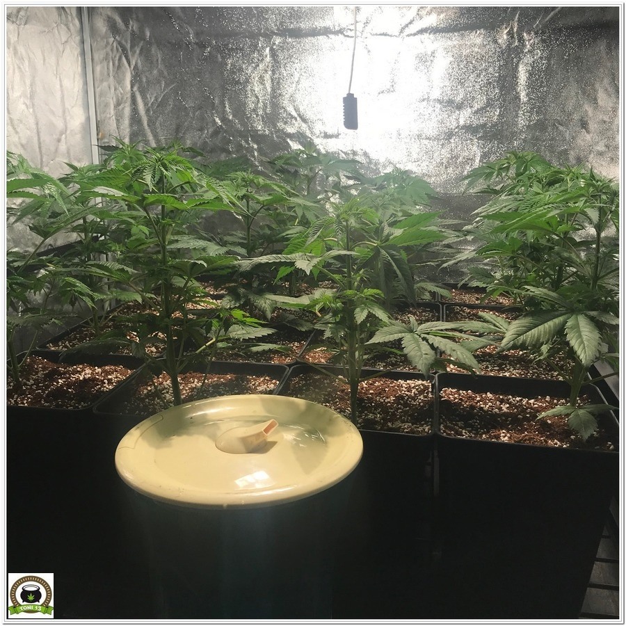 9-Cultivo marihuana medicinal con abonos Cyco-25