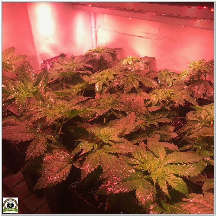 8-Cultivo marihuana medicinal con abonos Cyco-19
