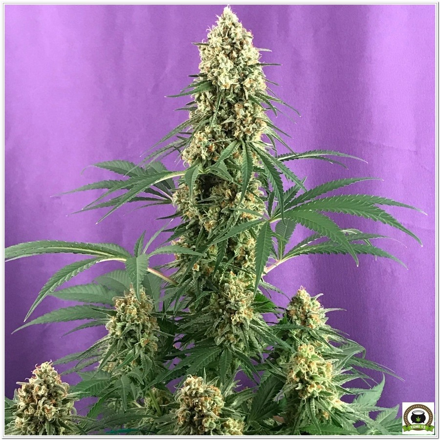 Como cultivar marihuana con iluminación Lec-2