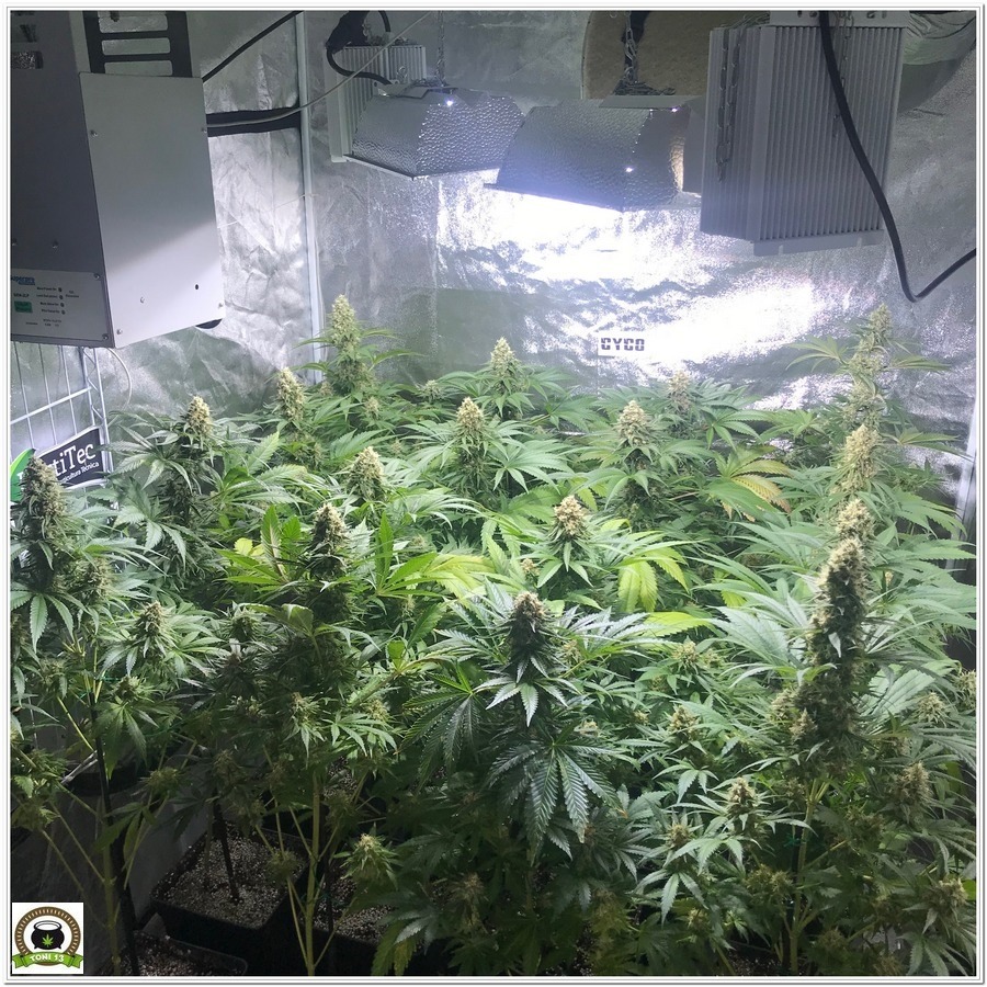 cultivo de marihuana indoor después del lavado de raíces