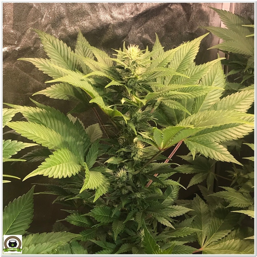 11-Cultivo marihuana medicinal Cyco-36