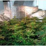 Repoda de ramas bajas en floracion en cultivos de marihuana