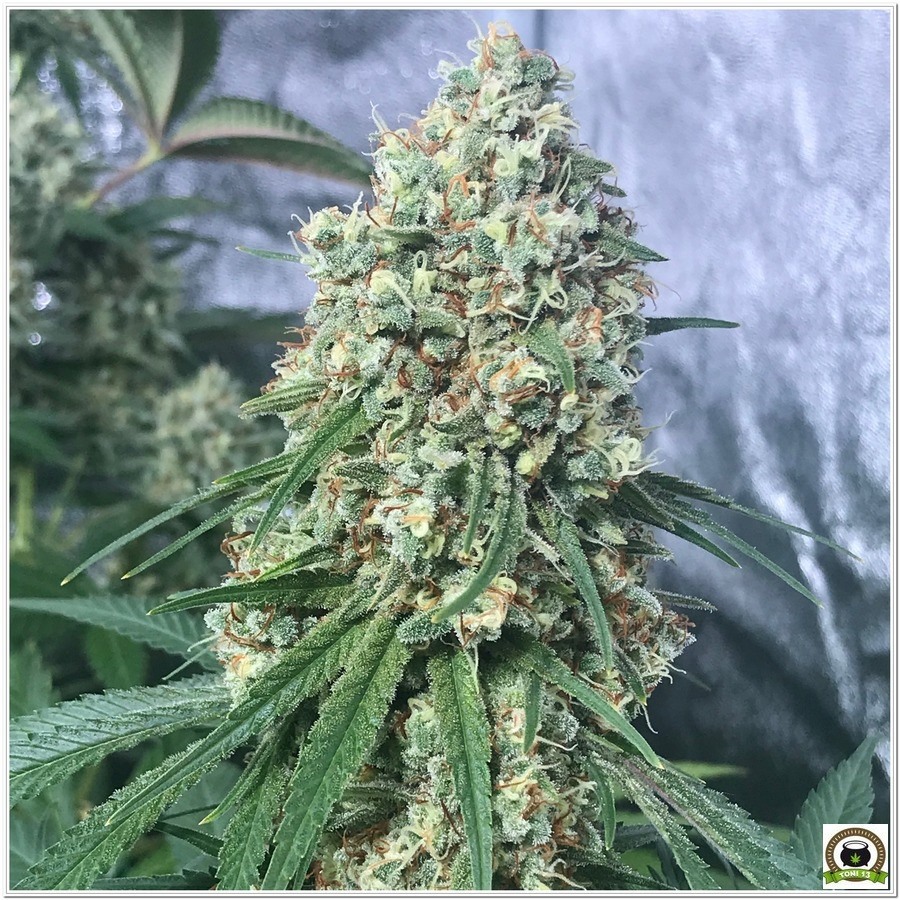 Como cultivar marihuana con Lec-3