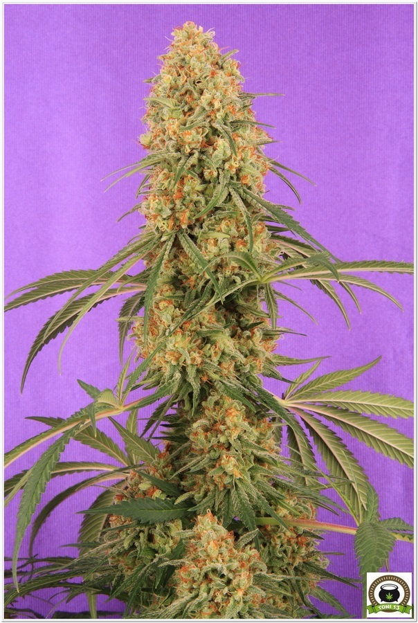 Planta de marihuana Cyco y LEC
