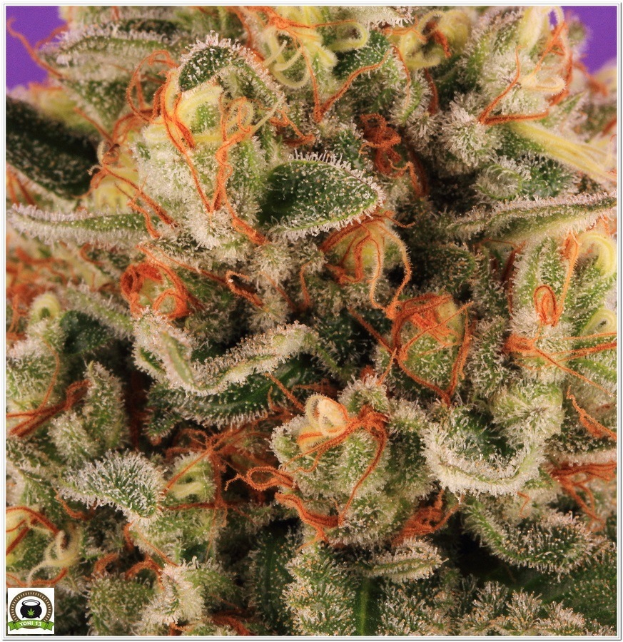 Cogollo de marihuana cultivada con Cyco y luminaria LEC 2