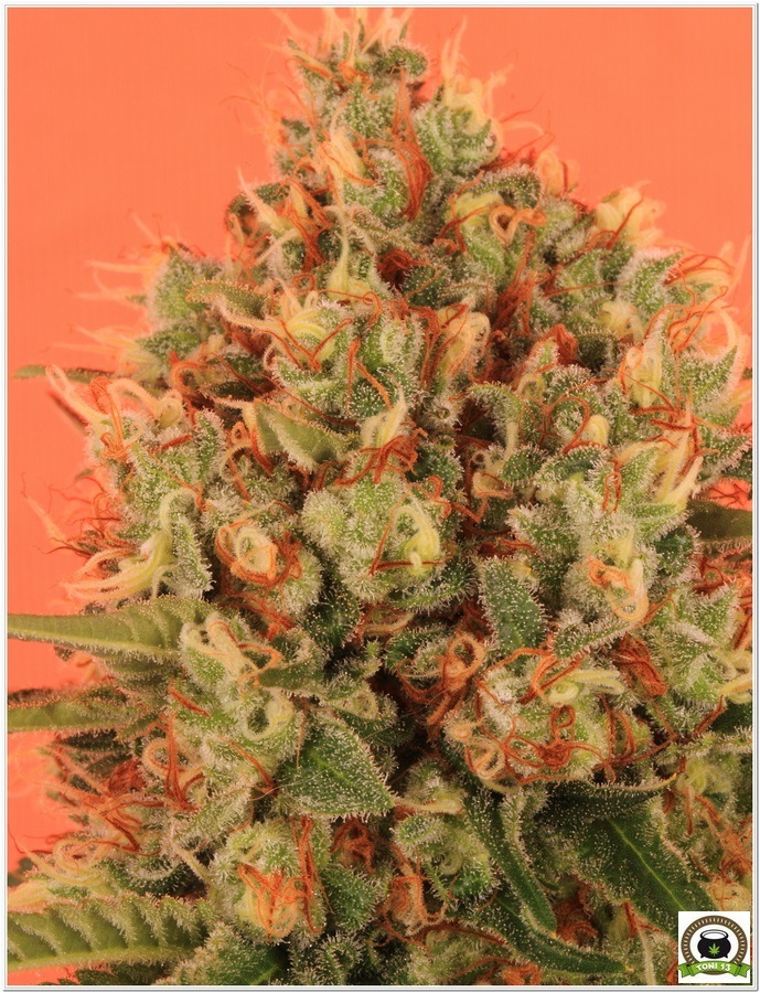 Planta de marihuana cultivada con Cyco y luminaria LEC 3