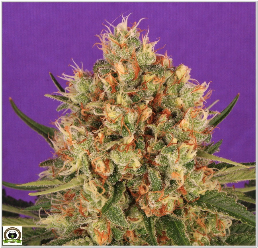 Planta de marihuana cultivada con Cyco y luminaria LEC 2