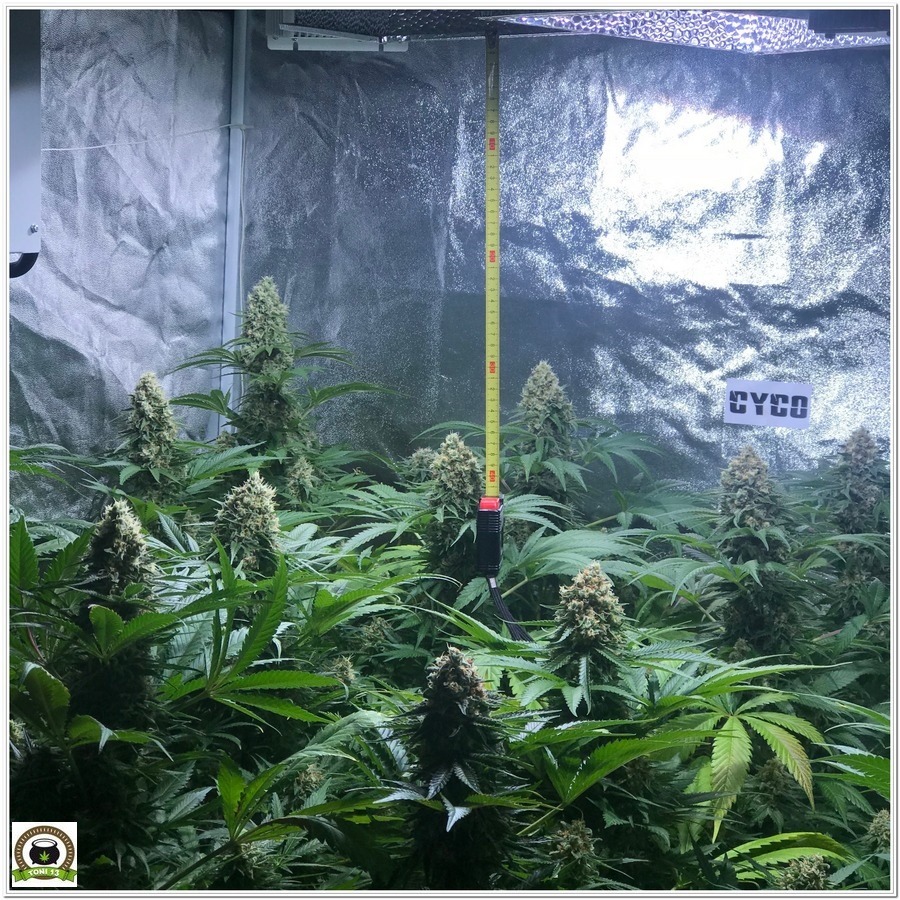 18-Seguimiento marihuana LEC Criti-13: Se cosecha en 8º semana de floración-3