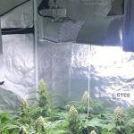 Cómo cultivar marihuana con LEC con éxito