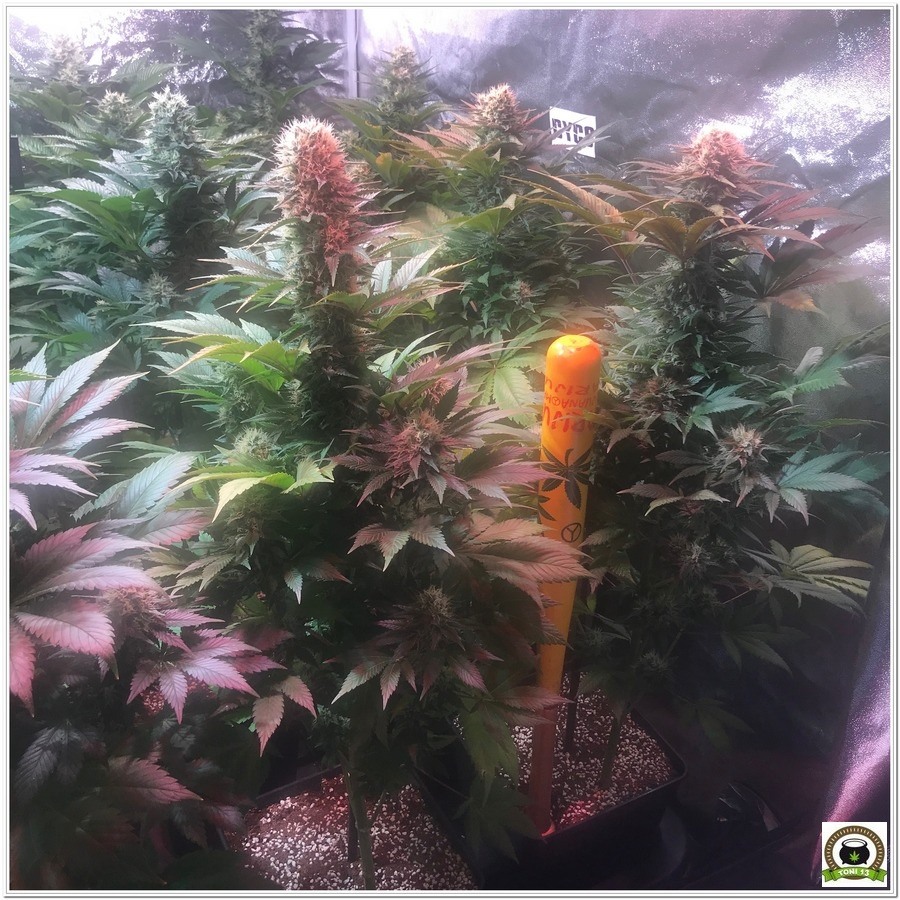 11-Cultivo marihuana medicinal Cyco-48