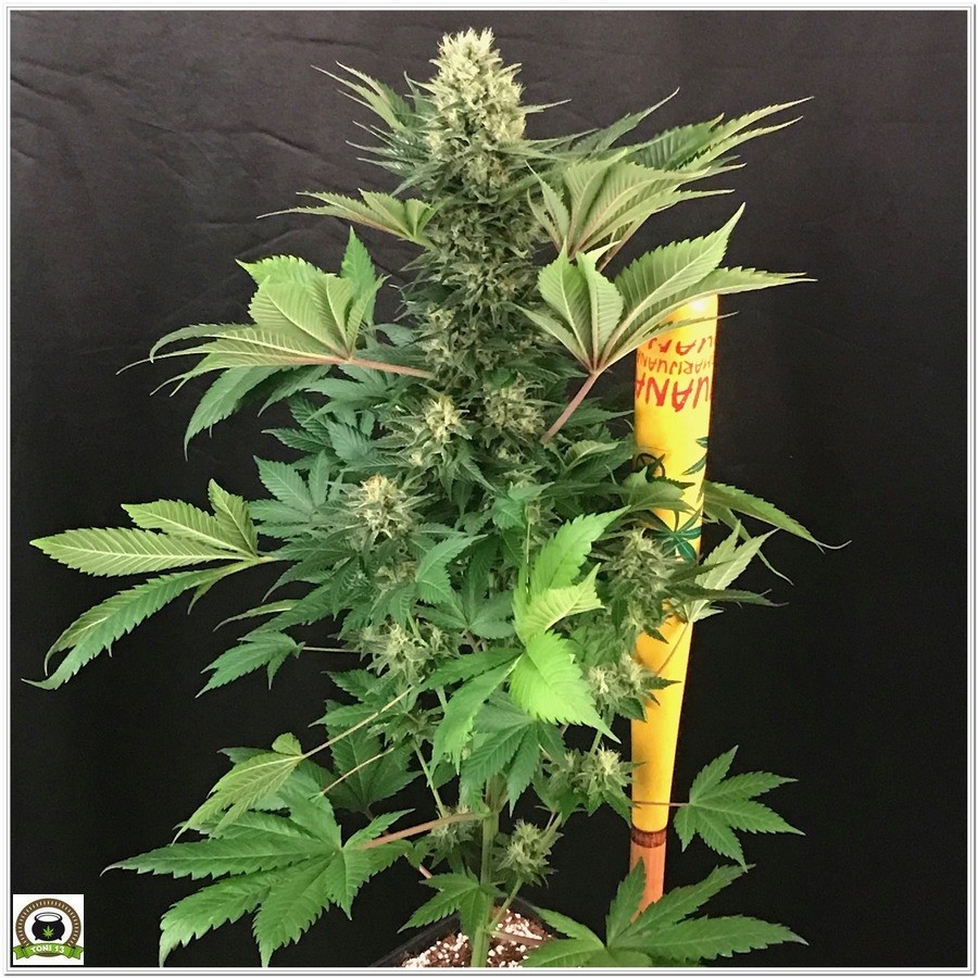 11-Cultivo marihuana medicinal Cyco-52