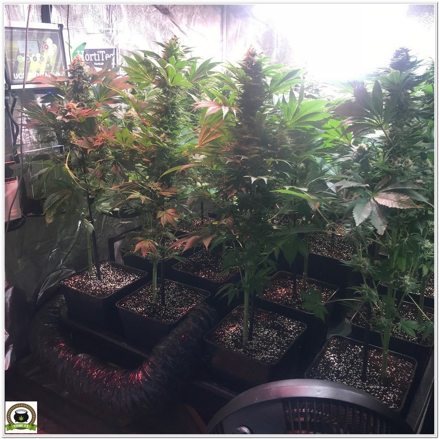 14-Cultivo marihuana medicinal Cyco-53
