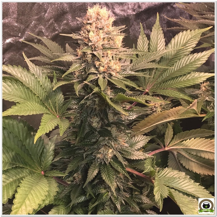 14-Cultivo marihuana medicinal Cyco-55