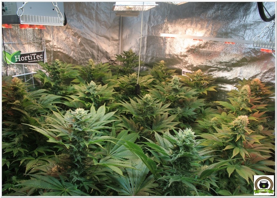 11-Cultivo marihuana medicinal Cyco-43