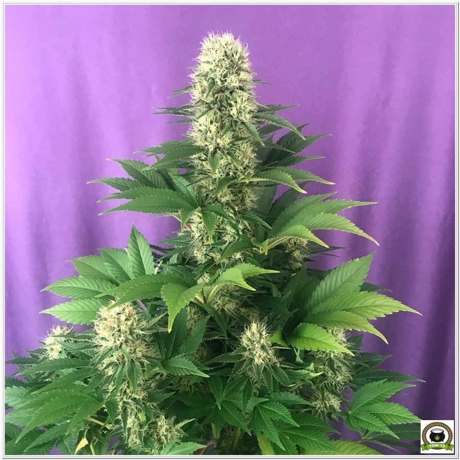 Como utilizar abonos Cyco en cultivos de marihuana-3