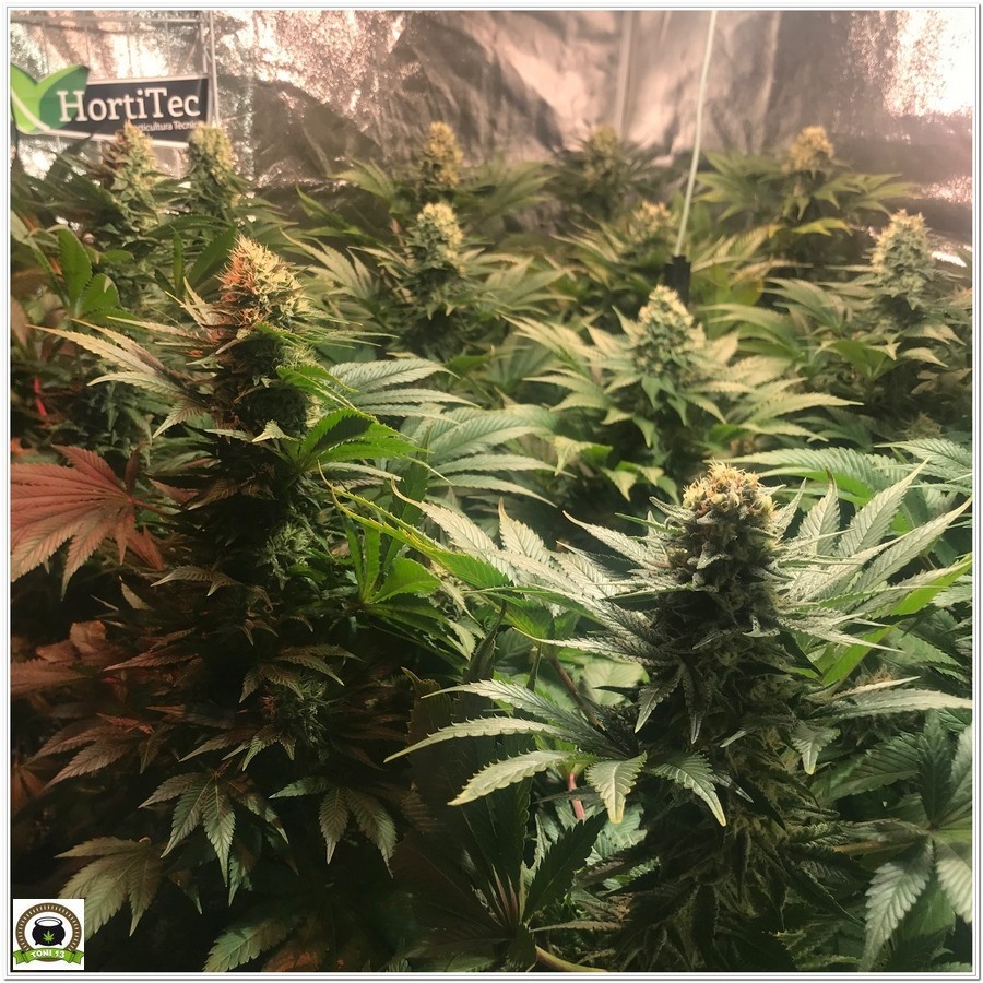 14-Cultivo marihuana medicinal Cyco-54