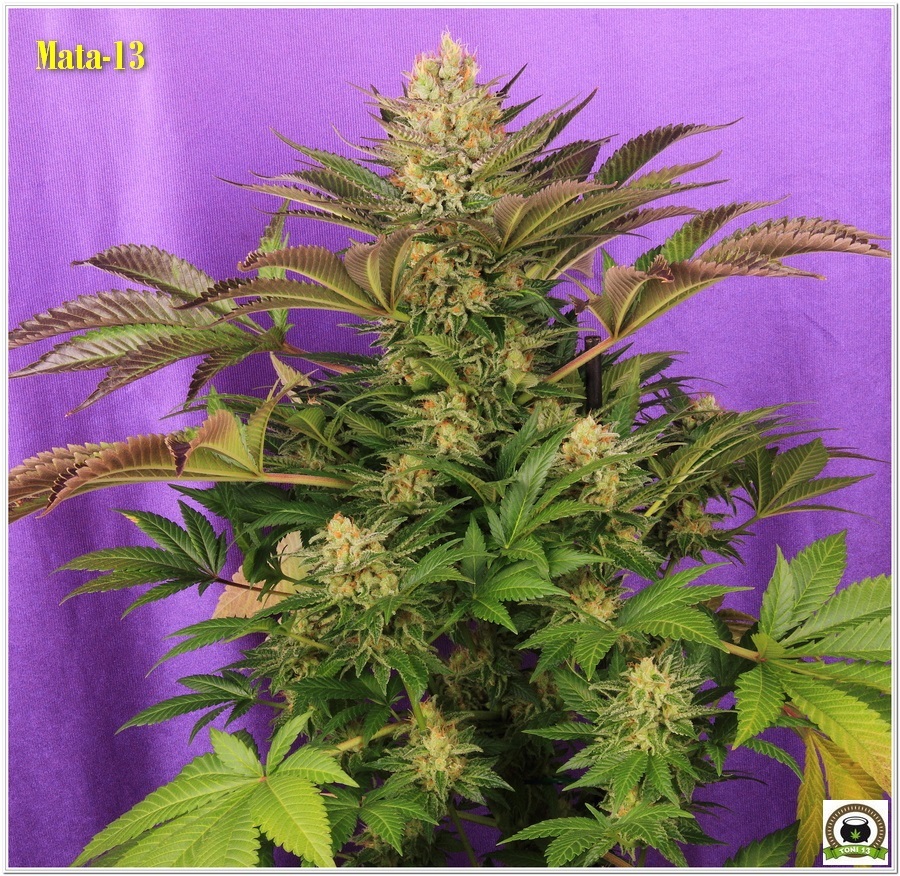 14-Cultivo marihuana medicinal Cyco-61