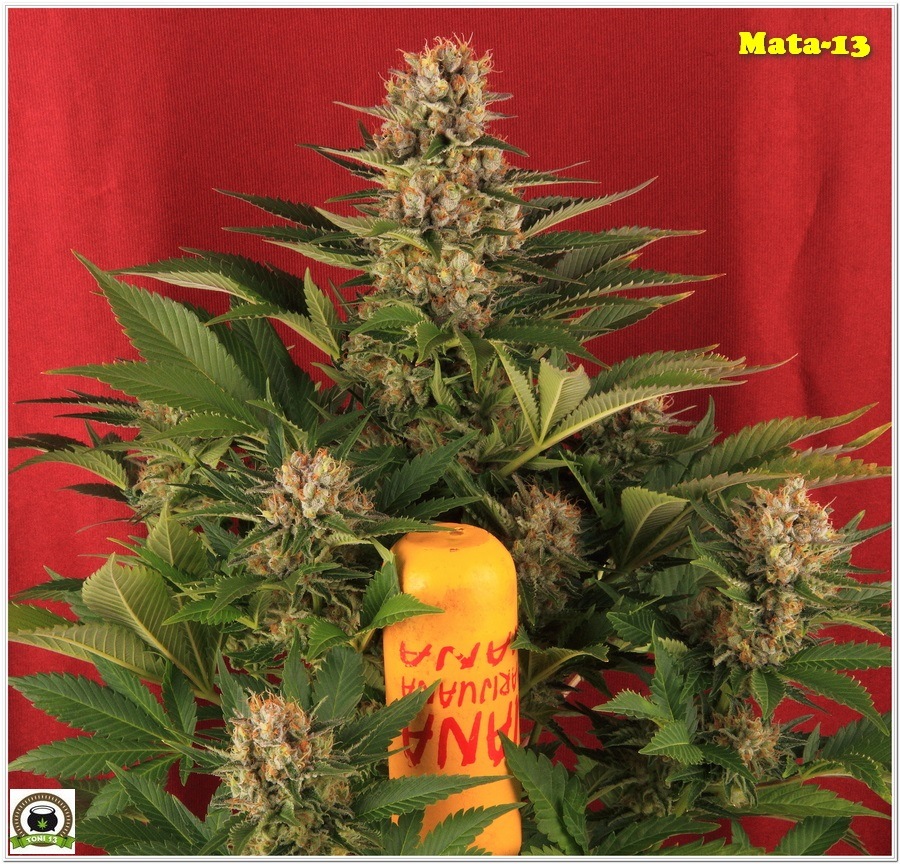 14-Cultivo marihuana medicinal Cyco-62