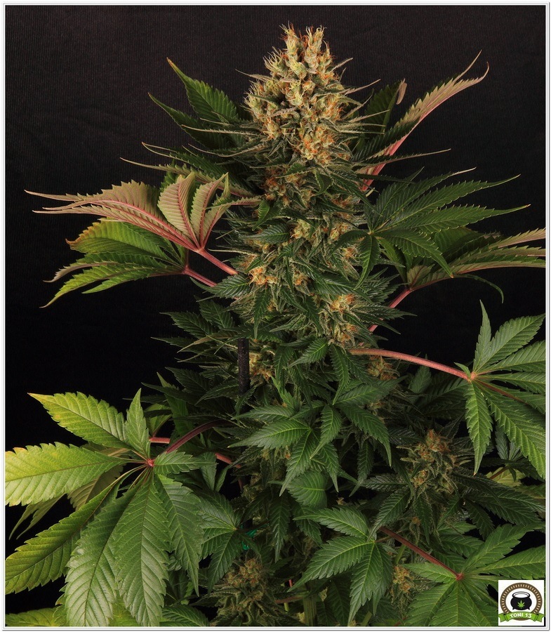 14-Cultivo marihuana medicinal Cyco-63