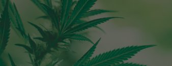 Glosario cannábico, diccionario sobre cannabis - La Huerta Blog