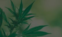 Cannabipedia- Guía de cultivo de marihuana.