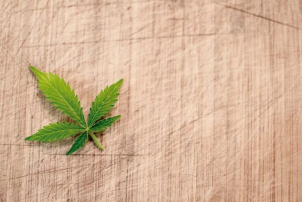 Contacto blog cultivo marihuana. Cannabis y esclerosis múltiple