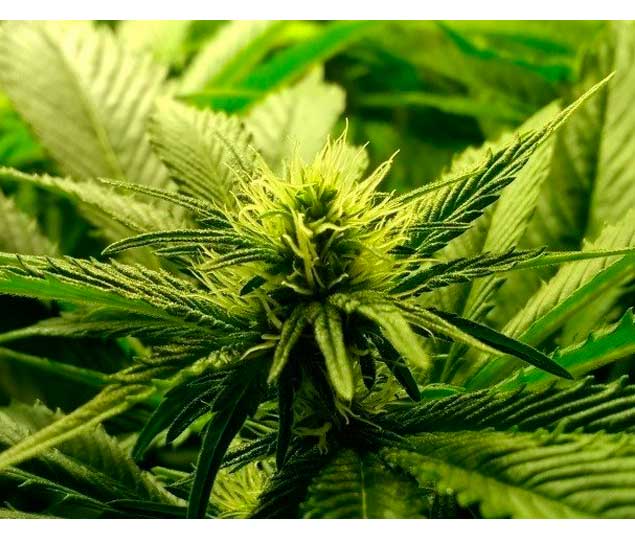 seguimiento cultivo cannabis star 13