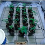 Lixiviar (aclarado) en cultivos de marihuana de interior o maceta