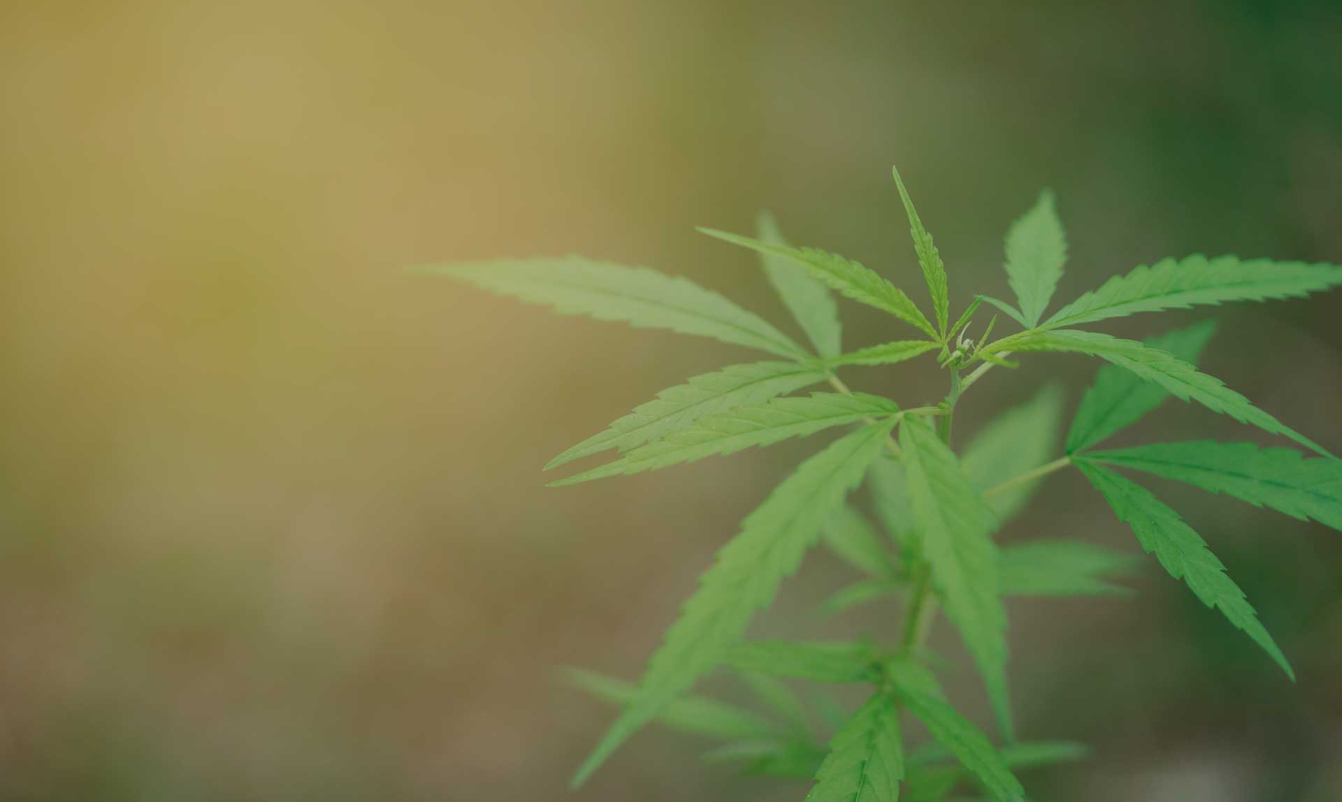 Cultivando medicina. Newsletter sobre el cultivo de marihuana.