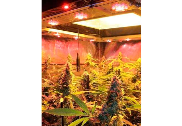 Cultivo de Marihuana en dos armarios de cultivo