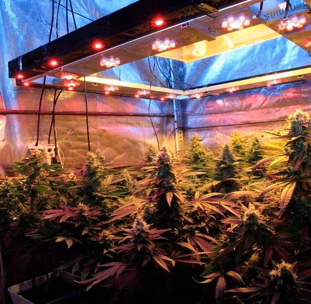 Cultivo de marihuana en coco orgánico Biobizz