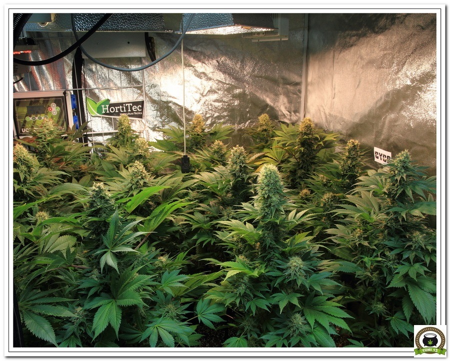 14-Cultivo marihuana medicinal Cyco-59
