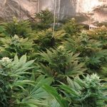 13- Bajando la temperatura del cultivo de marihuana para madurar y compactar