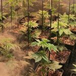 10- Preparativos para pasar a floración el cultivo de marihuana medicinal
