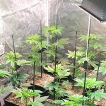 11- Dos primeras semanas de floración y de intensos cambios en el cultivo