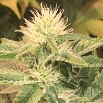 12- Siguen los riegos con incremento de EC en el cultivo de marihuana