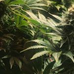 14- Entrada final del seguimiento de marihuana Cyco, cosecha y análisis