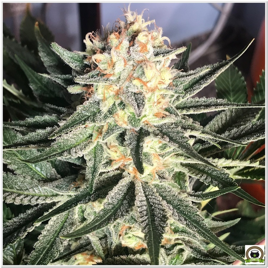 14-Cultivo marihuana medicinal Cyco-56