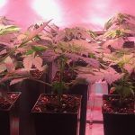 7- Cultivo marihuana medicinal – primera poda de ramas bajas