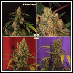 5- Día 33 fragancia extrema y buen aspecto de las Chocolope