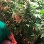 Como utilizar abonos Cyco en cultivos de marihuana
