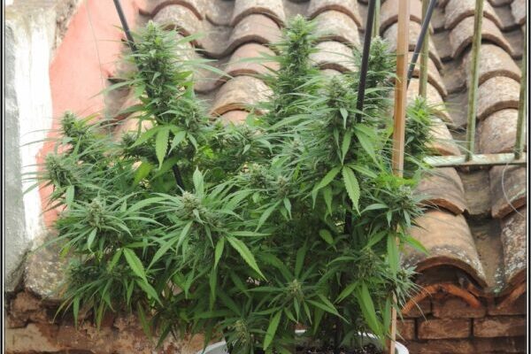 cultivo exterior marihuana.