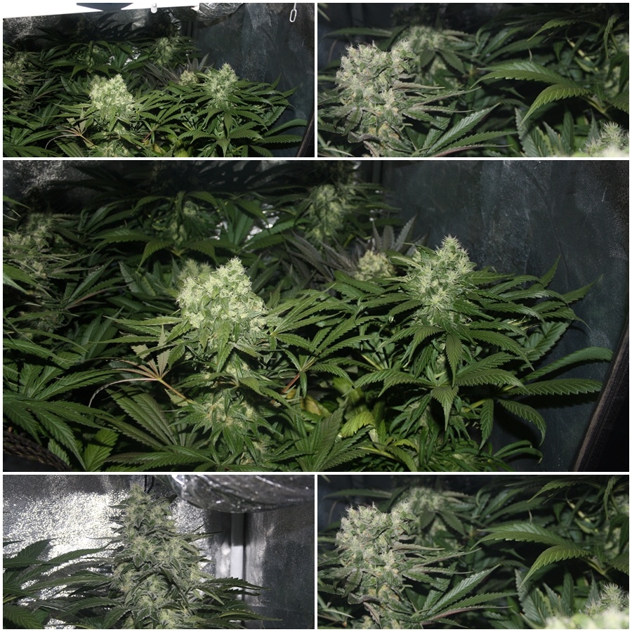 Primer cultivo de marihuana lec 315w 6