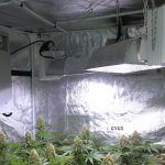 Luminaria LEC 315 vatios Selecta I SOLUX para el cultivo de marihuana – Opinión