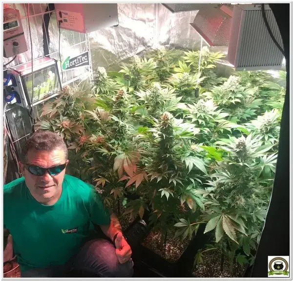 LEC y Toni13 en cultivo de interior de marihuana