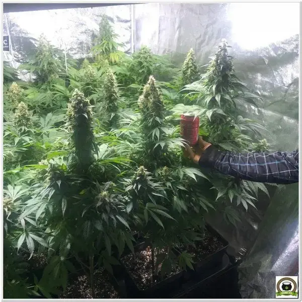 Cultivo de marihuana LEC en interior