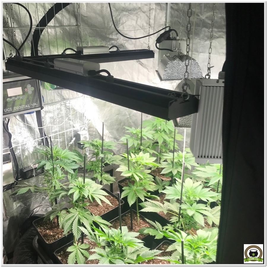 Sistema de iluminación LEC y LED para cultivo de marihuana