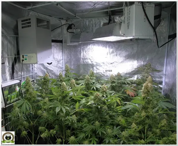 LEC 315W Selecta I SOLUX-1 en cultivo de marihuana