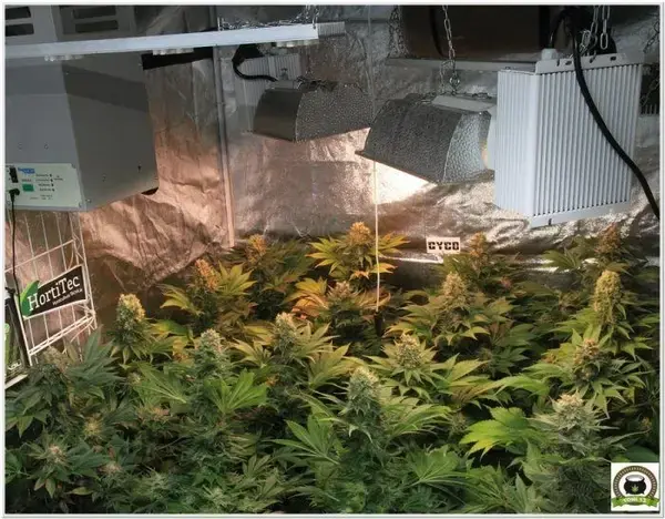 análisis LEC 315 vatios selecta Solux cultivos marihuana